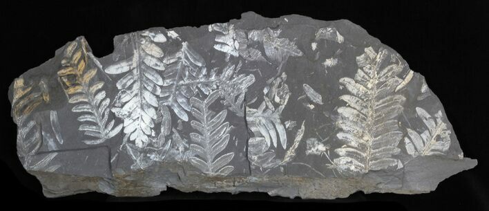 Fossil Seed Fern Plate - Pennsylvania #32708